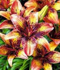 Lilium Tribal Dance Lilia 'Tribal Dance' 5SZT.