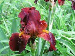 Iris germanica Kosaciec bródkowy bordowy