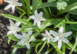 Chionodoxa luciliae Alba Śnieżnik lśniący 'Alba' 5 SZT,