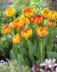 Tulipa Caracas Tulipan 'Caracas' 5szt