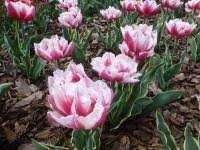 Tulipa Toplips Tulipan 'Toplips' 5SZT