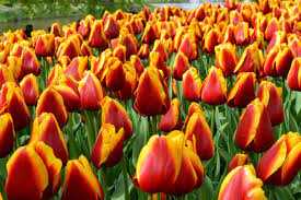 Tulipa Dow Jones Tulipan 'Dow Jones'5SZT