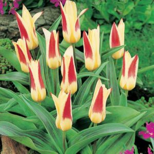 Tulipa Johann Straus Tulipan 'Johann Straus 5SZT