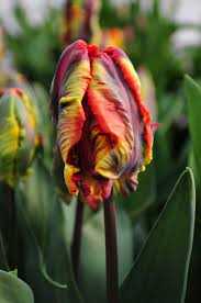 Tulipa Rasta Parrot Tulipan 'Rasta Parrot' 5SZT