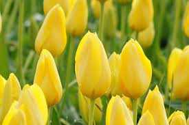 Tulipa Conqueror Tulipan 'Conqueror'5SZT