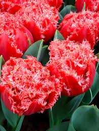 Tulipa Bendigo Tulipan 'Bendigo' 5SZT
