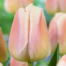 Tulipa Apricot Pride Tulipan 'Apricot Pride' 5SZT