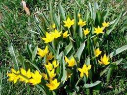 Tulipa Urumiensis Tulipan 'Urumiensis'' 5SZT