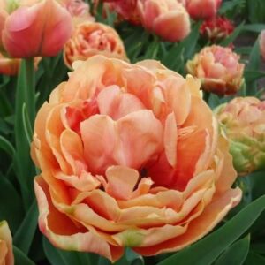 Tulipa Copper Image Tulipan 'Copper Image' 5SZT