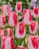 Tulipa Sweet Simone Tulipan 'Sweet Simone' 5SZT