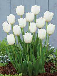 Tulipa Hakuun Tulipan 'Hakuun' 5SZT