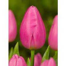 Tulipa Jumbo Pink Tulipan 'Jumbo Pink'5SZT