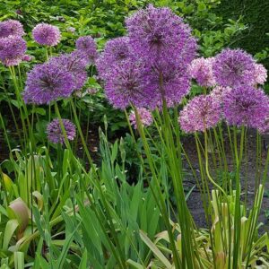 Allium Mars Czosnek 'Mars'
