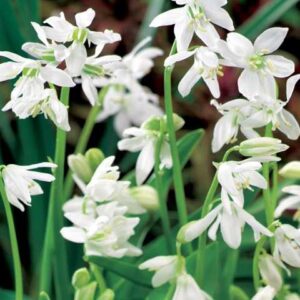 Scilla campanulata Cebulica hiszpańska biała 5SZT.