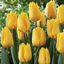 Tulipa Yellow Flight Tulipan 'Yellow Flight' 5SZT
