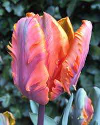 Tulipa Irene Parrot Tulipan 'Irene Parrot 5SZT