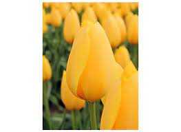 Tulipa Muscadet Tulipan 'Muscadet'5SZT