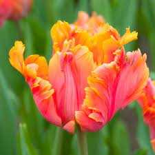 Tulipa Amazing Parrot Tulipan 'Amazing Parrot' 5SZT