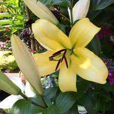 Lilium Honeymoon Lilia 'Honeymoon'