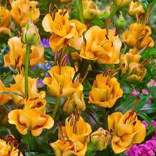 Lilium Apricot Fudge Lilia 'Apricot Fudge'