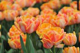 Tulipa Foxy Foxtrot Tulipan 'Foxy Foxtrot'5SZT