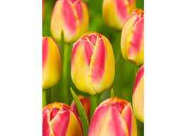 Tulipa Golden Dynasty Tulipan 'Golden Dynasty'5SZT