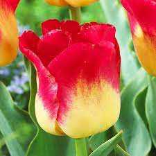 Tulipa Candy Corner Tulipan 'Candy Corner'5SZT
