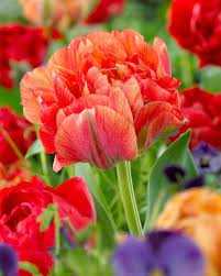 Tulipa Gudoshnik Double Tulipan 'Gudoshnik Double' 5SZT