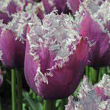 Tulipa Cummins Tulipan 'Cummins' 5SZT