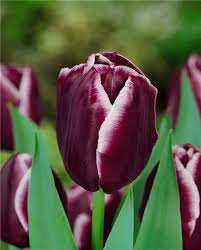 Tulipa Jackpot Tulipan 'Jackpot' 5SZT