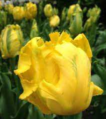 Tulipa Texas Gold Tulipan 'Texas Gold' 5SZT