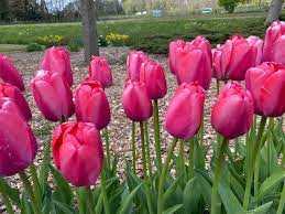 Tulipa Pink Pride Tulipan 'Pink Pride' 5SZT