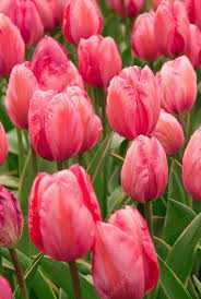 Tulipa Design Impression Tulipan 'Design Impression' 5SZT