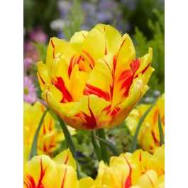 Tulipa Monsella Tulipan 'Monsella' 5SZT