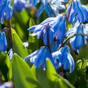 Scilla sibirica Cebulica Syberyjska 5 SZT.