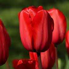 Tulipa Red Impression Tulipan 'Red Impression 5SZT