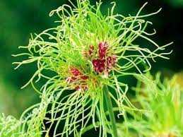 Allium Hair Czosnek 'Hair' 5 SZT.