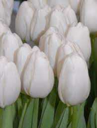 Tulipa White Dynasty Tulipan 'White Dynasty' 5SZT