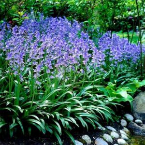 Scilla campanulata Cebulica hiszpańska niebieska 5 SZT,