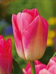 Tulipa Tom Pouce Tulipan 'Tom Pouce'5SZT