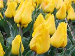 Tulipa Gold West Tulipan 'Gold West' 5SZT