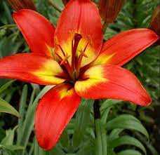 Lilium Linda Lilia 'Linda' 5SZT,