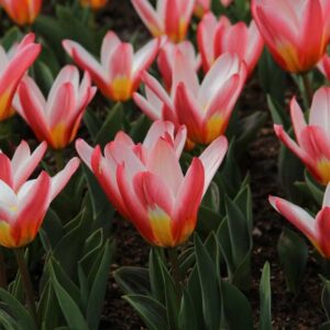 Tulipa Heart's Delight Tulipan 'Heart's Delight' 5SZT