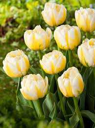 Tulipa Flaming Evita Tulipan 'Flaming Evita' 5SZT