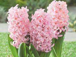 Hyacinthus Hiacynt Różowy 5SZT.