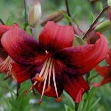 Lilium Strawberry Event Lilia 'Strawberry Event' 5SZT.