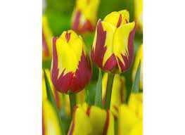 Tulipa Helmar Tulipan 'Helmar' 5SZT