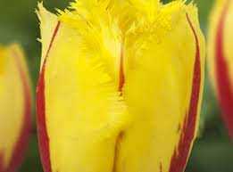 Tulipa Flamenco Tulipan 'Flamenco' 5SZT