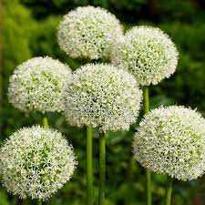 Allium White Giant Czosnek 'White Giant'