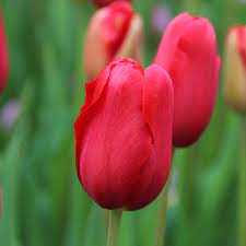 Tulipa Sky High Scarlet Tulipan 'Sky High Scarlet'5SZT